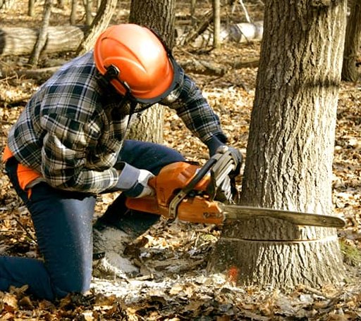Tree Removal in Everest, KS